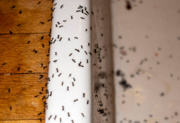 Best Bed Bug Extermination  in Upper Montclair, NJ