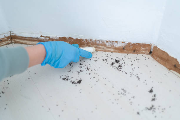 Best Rat Extermination Near Me  in Upper Montclair, NJ